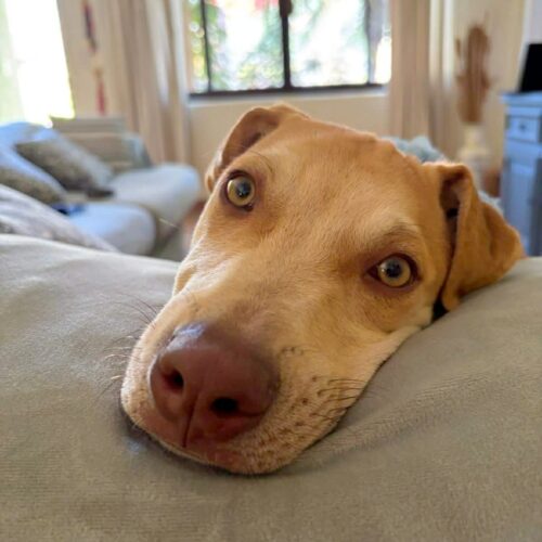 Adopt this dog at Cortez Rescue and Outreach