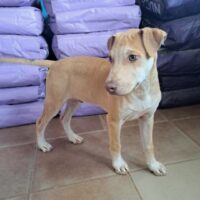 Ready for adoption at Cortez Rescue and Outreach