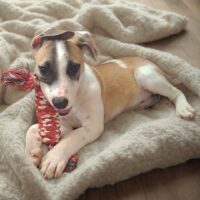 Ready for adoption at Cortez Rescue and Outreach