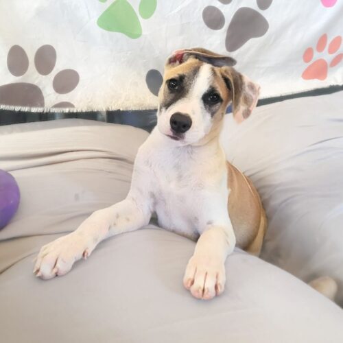 Ready for adoption at Cortez Rescue and Outreach