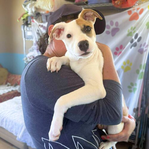 Ready for adoption at Cortez Rescue and Outreach