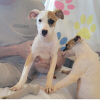 Ready for adoption at Cortez Rescue and Outreach