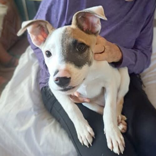 Ready for adoption at Cortez Rescue and Outreach