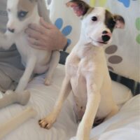 Ready for adoption at Cortez Rescue and Outreach