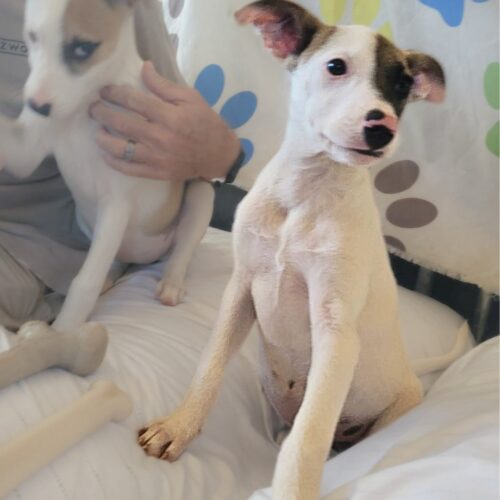 Ready for adoption at Cortez Rescue and Outreach