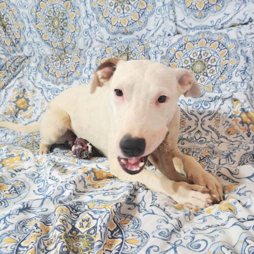 Adopt this dog at Cortez Rescue and Outreach