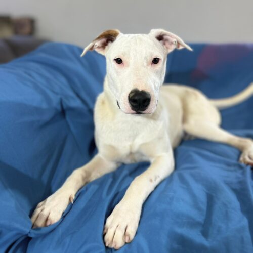 Adopt this pup at Cortez Rescue and Outreach