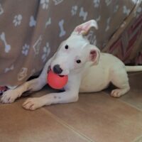 Ready for adoption at Cortez Rescue and Outreach