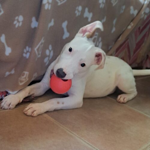 Ready for adoption at Cortez Rescue and Outreach