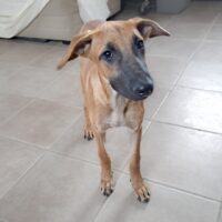 Ready for adoption at Cortez Rescue and Outreach