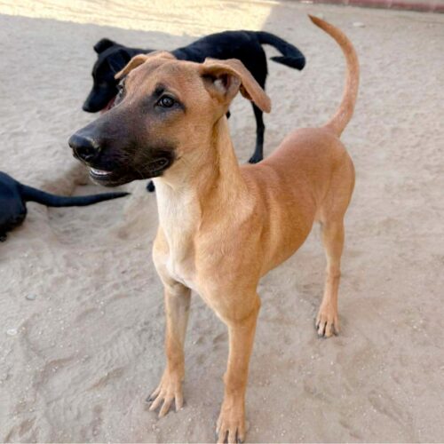 This dog is ready for adoption at Cortez Rescue and Outreach
