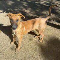 Adopt this dog at Cortez Rescue and Outreach