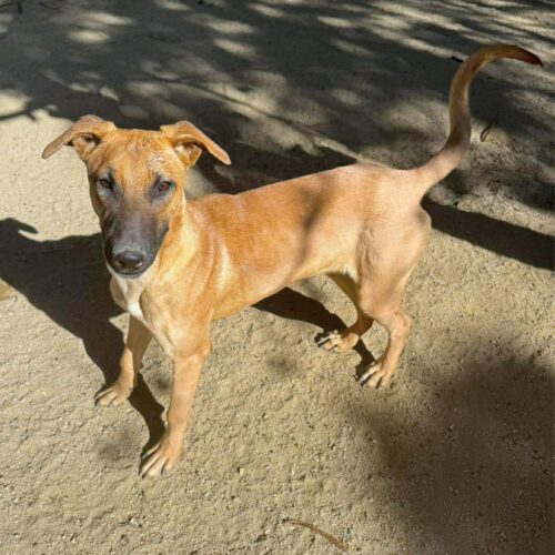 Adopt this dog at Cortez Rescue and Outreach