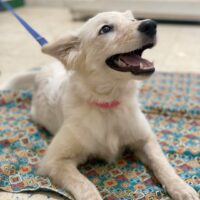 Ready for adoption at Cortez Rescue and Outreach