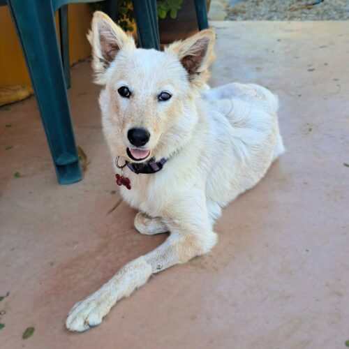 Adopt this pup at Cortez Rescue and Outreach