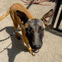 Adopt this pup at Cortez Rescue and Outreach