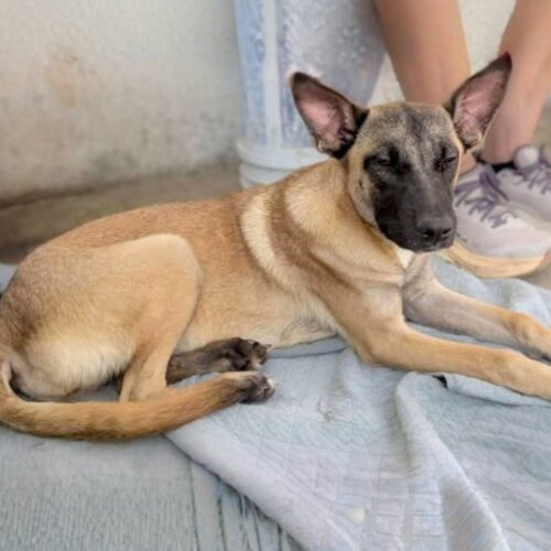 Adopt this dog at Cortez Rescue and Outreach