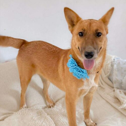 Ready for adoption at Cortez Rescue and Outreach