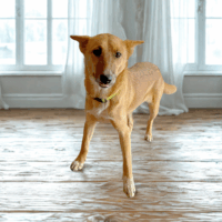 Adopt this dog at Cortez Rescue and Outreach