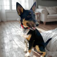 Ready for adoption at Cortez Rescue and Outreach