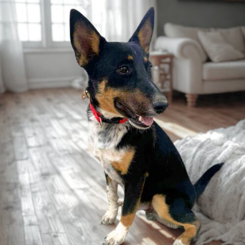 Ready for adoption at Cortez Rescue and Outreach