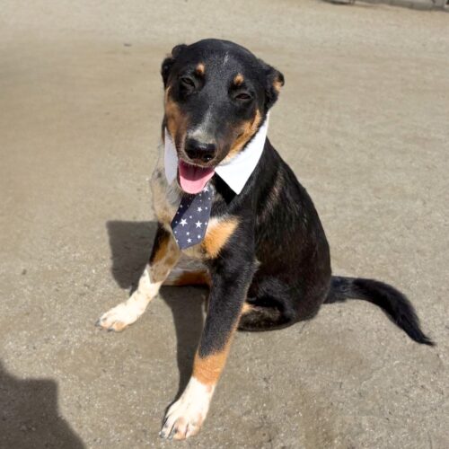 This dog is ready for adoption at Cortez Rescue and Outreach