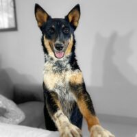 Adopt this pup at Cortez Rescue and Outreach