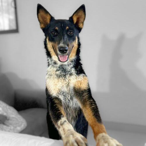 Adopt this pup at Cortez Rescue and Outreach