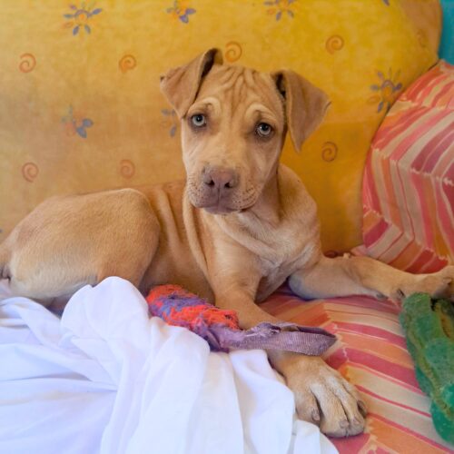 Adopt this pup at Cortez Rescue and Outreach