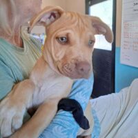 Adopt this dog at Cortez Rescue and Outreach