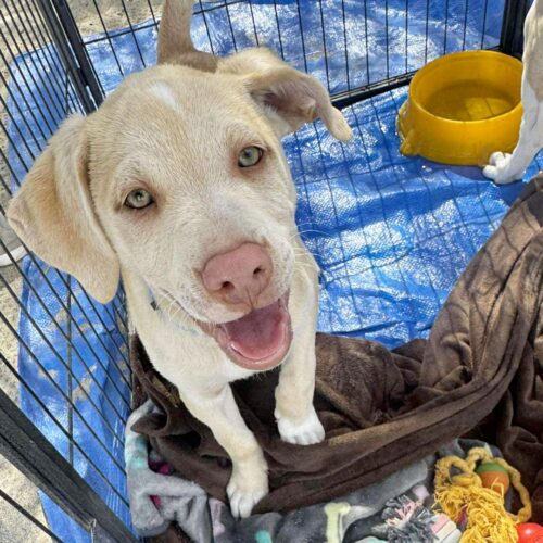 Adopt this dog at Cortez Rescue and Outreach
