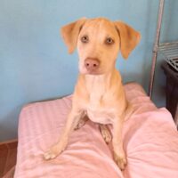 Adopt this pup at Cortez Rescue and Outreach