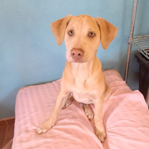 Adopt this pup at Cortez Rescue and Outreach