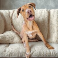 Adopt this pup at Cortez Rescue and Outreach