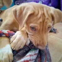 Adopt this dog at Cortez Rescue and Outreach