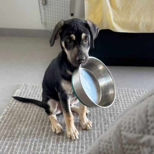 Adopt this dog at Cortez Rescue and Outreach