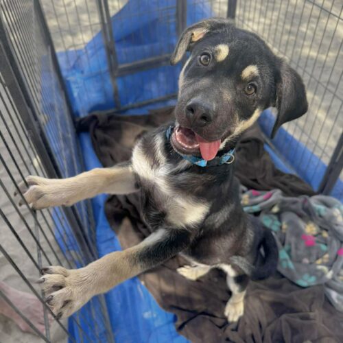Adopt this dog at Cortez Rescue and Outreach