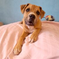 Adopt this pup at Cortez Rescue and Outreach