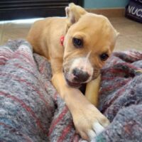 Adopt this dog at Cortez Rescue and Outreach