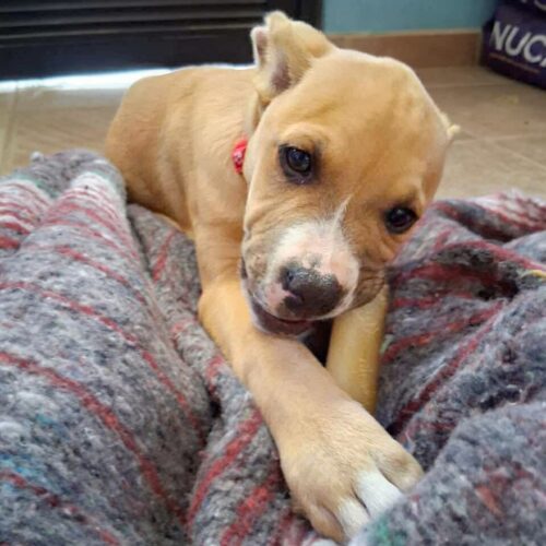 Adopt this dog at Cortez Rescue and Outreach