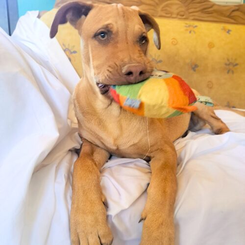 Adopt this pup at Cortez Rescue and Outreach