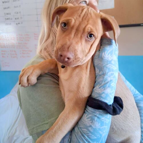 Adopt this dog at Cortez Rescue and Outreach