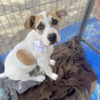 Adopt this dog at Cortez Rescue and Outreach