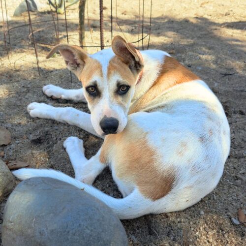 Adopt this pup at Cortez Rescue and Outreach