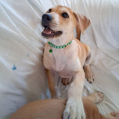 Adopt this dog at Cortez Rescue and Outreach