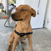 Ready for adoption at Cortez Rescue and Outreach