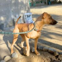 Adopt this dog at Cortez Rescue and Outreach