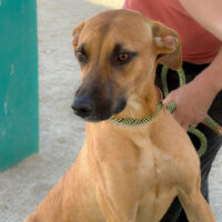 Ready for adoption at Cortez Rescue and Outreach