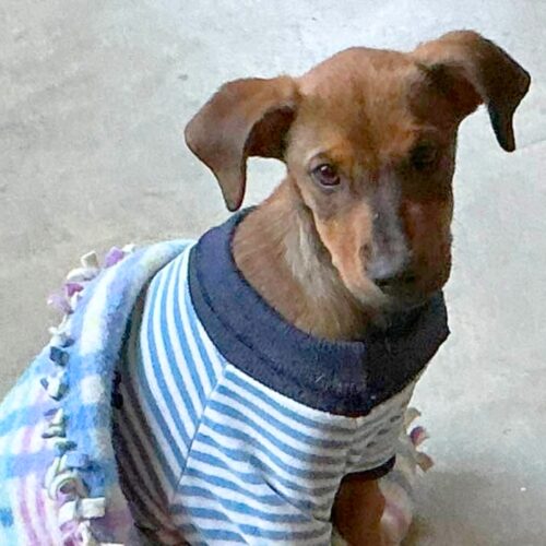 Ready for adoption at Cortez Rescue and Outreach