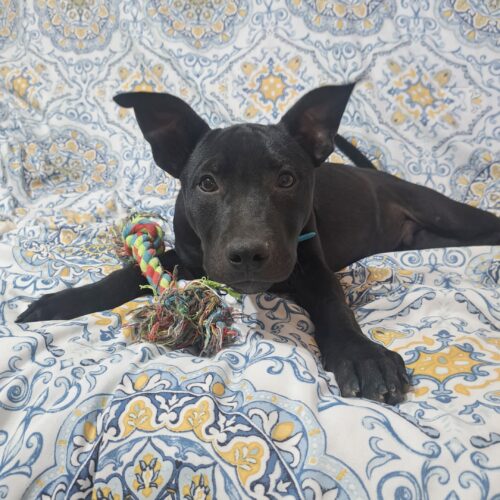 Adopt this dog at Cortez Rescue and Outreach